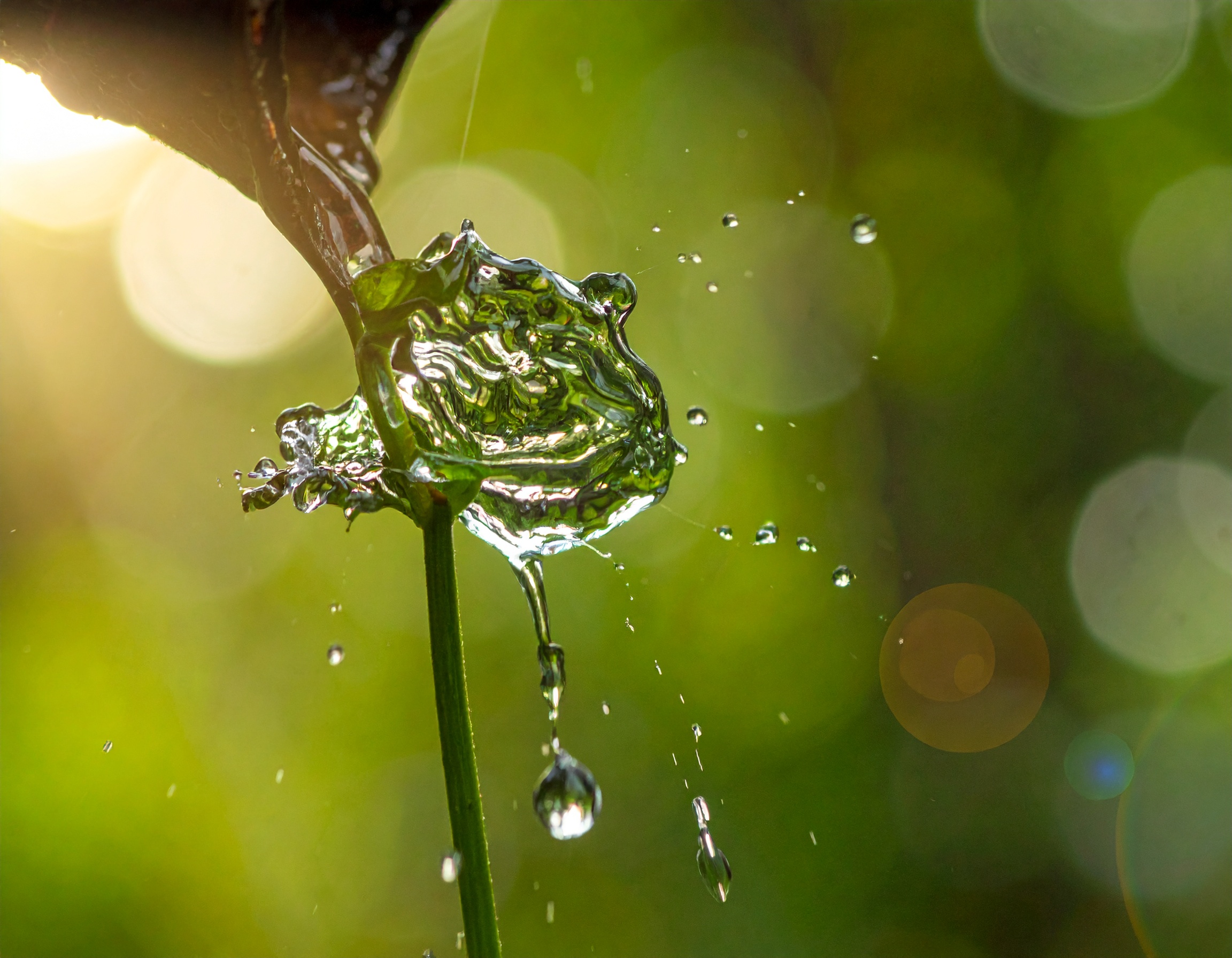 L'holohoméopathie : quand la vigne devient élixir