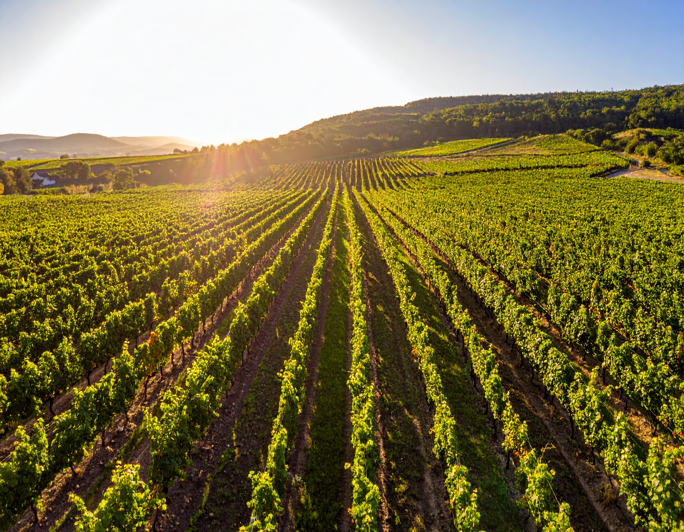 Vignes du terroir de Genté